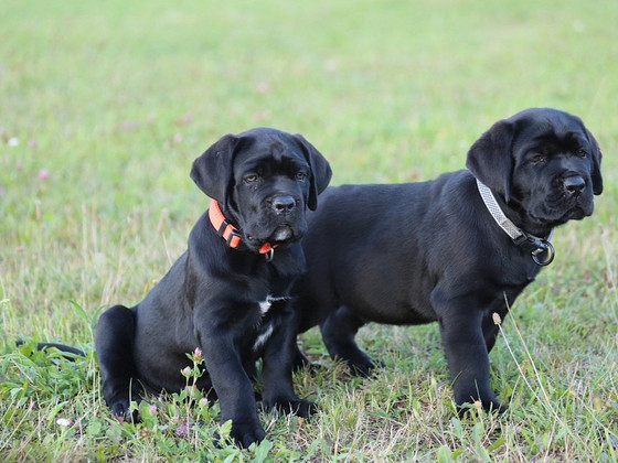Щенки Cane Corso Italiano ищут дом