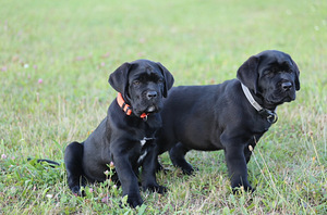 Cane Corso Italiano kucēni meklē mājas (1 foto no 9)