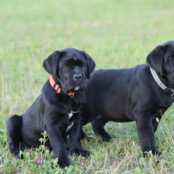 Щенки Cane Corso Italiano ищут дом