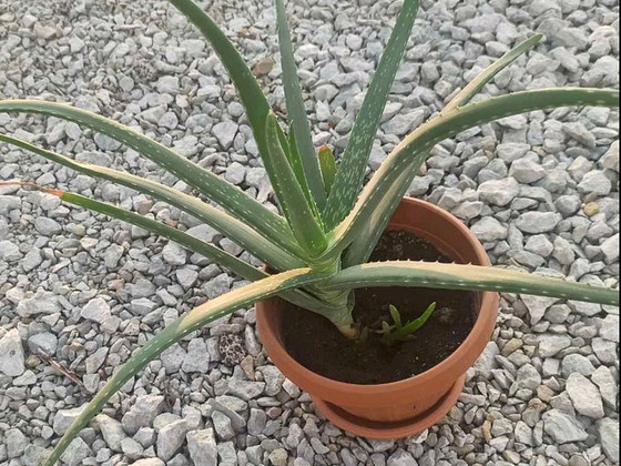 Aaloe 2 aastat