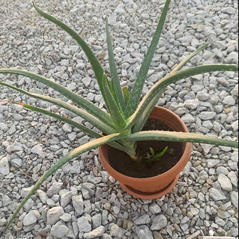 Aaloe 2 aastat