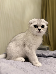 Scottish fold (1 valokuva sivusta 9)