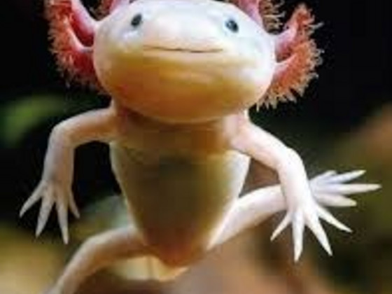 Aksolotl kuldne (Ambystoma mexicanum)