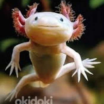 Aksolotl kuldne (Ambystoma mexicanum)