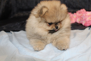 Pomeranian spitz paaritamiseks (3 foto / 7)
