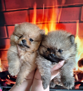 Pomeranian spitz paaritamiseks (4 foto / 7)