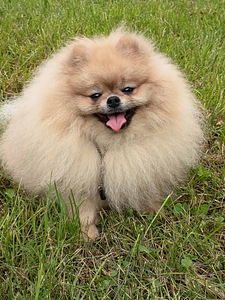 Pomeranian spitz paaritamiseks (2 foto / 7)
