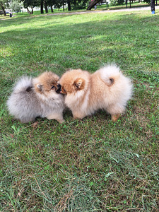 Pomeranian spitz paaritamiseks (5 foto / 7)