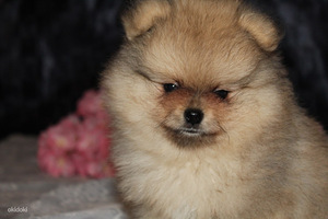 Pomeranian spitz paaritamiseks (6 foto / 7)