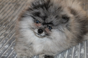 Pomeranian spitz paaritamiseks (7 foto / 7)
