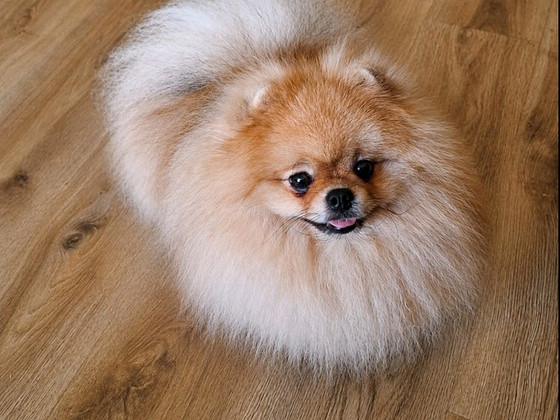 Pomeranian spitz paaritamiseks