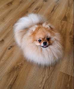 Pomeranian spitz paaritamiseks (1 foto / 7)