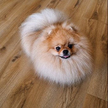 Pomeranian spitz paaritamiseks