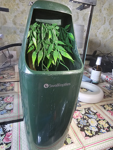 Питьевой фонтан Reptizoo (1 фото из 4)