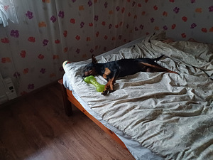 Kääbus pinser (2 foto / 4)