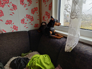 Kääbus pinser (3 foto / 4)