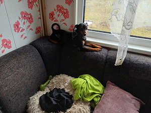 Kääbus pinser (4 foto / 4)