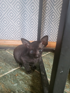 Kornis Rex (1 foto no 5)