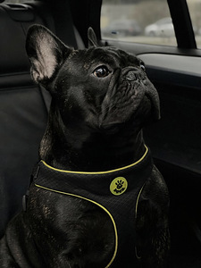 Prantsuse buldog otsib pruuti (1 foto / 4)