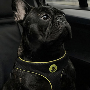 Prantsuse buldog otsib pruuti