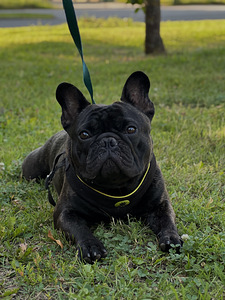 Prantsuse buldog otsib pruuti (2 foto / 4)