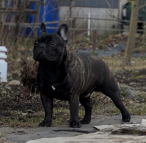 Prantsuse buldog otsib pruuti (3 foto / 4)