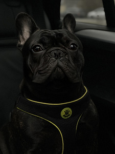 Prantsuse buldog otsib pruuti (4 foto / 4)