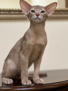 Abessiinia kassipojad (10 foto / 10)
