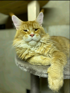 Kass Romeo otsib Julietti. (2 foto / 2)