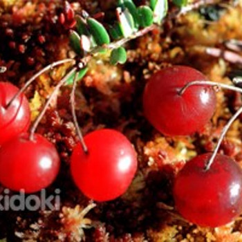 Клюква