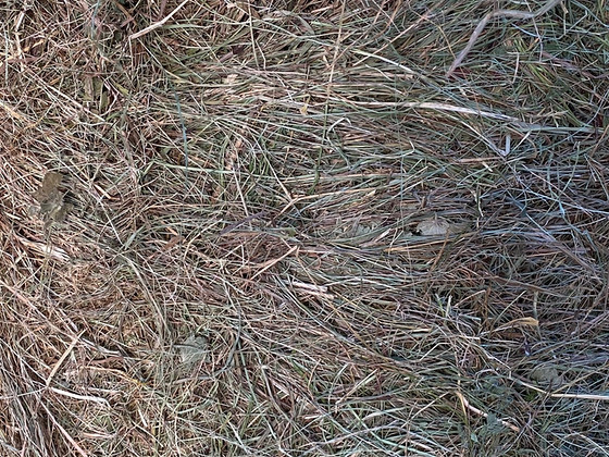 Сено для грызунов