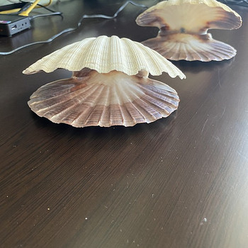Раковина морского гребешка