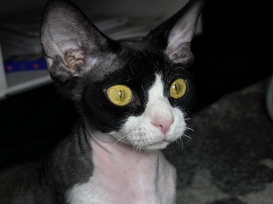 Вязка для Девочки Devon Rex