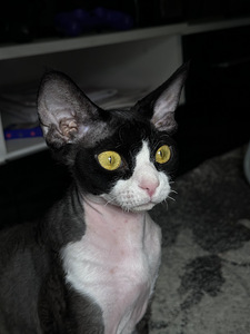 Вязка для Девочки Devon Rex (1 фото из 3)