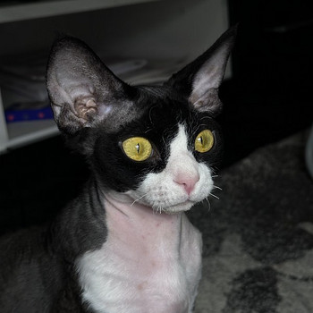 Вязка для Девочки Devon Rex