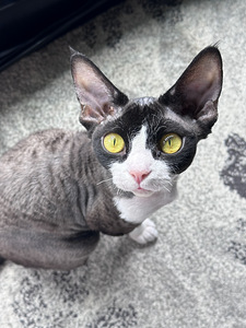 Вязка для Девочки Devon Rex (2 фото из 3)