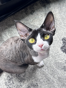 Вязка для Девочки Devon Rex (3 фото из 3)