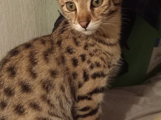 Savana F1