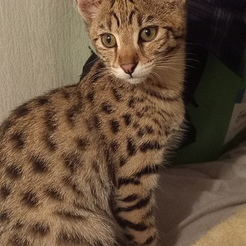 Savana F1