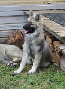Eurasier (1 nuotrauka iš 4)
