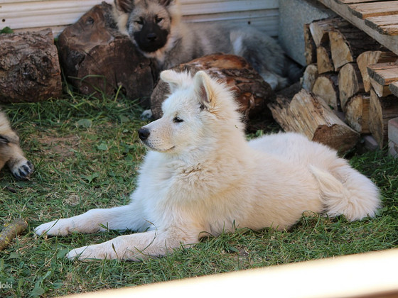 Eurasier