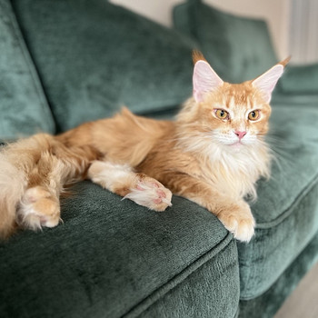 Maine coon otsib peigmeest