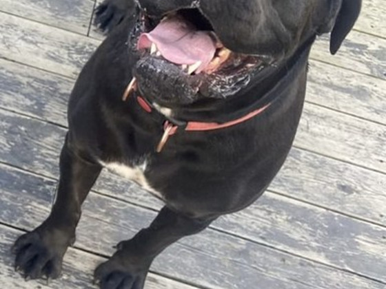 Canecorso