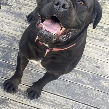 Canecorso