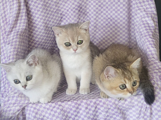British shorthair kissa
