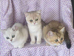British shorthair kissa (1 valokuva sivusta 4)