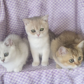 British shorthair kissa