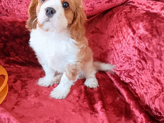 Kavaliera Kinga Čārlza spaniels