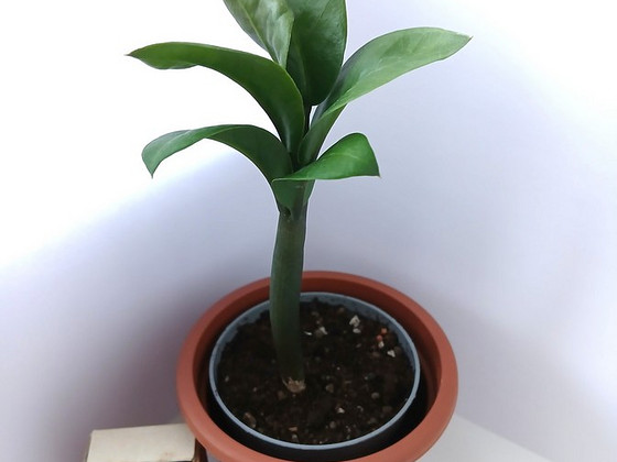 Zamioculcas Zenzii (MINIATUURNE dollaripuu)/Sulgvõhk