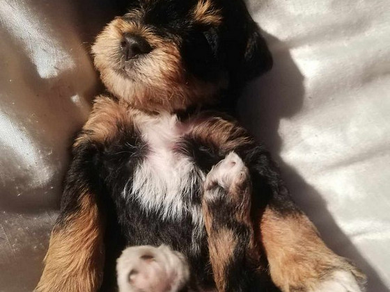 Snoodle pennut